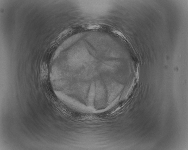 X0000081611443200702121602