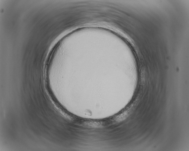 X0000081611517200702121601