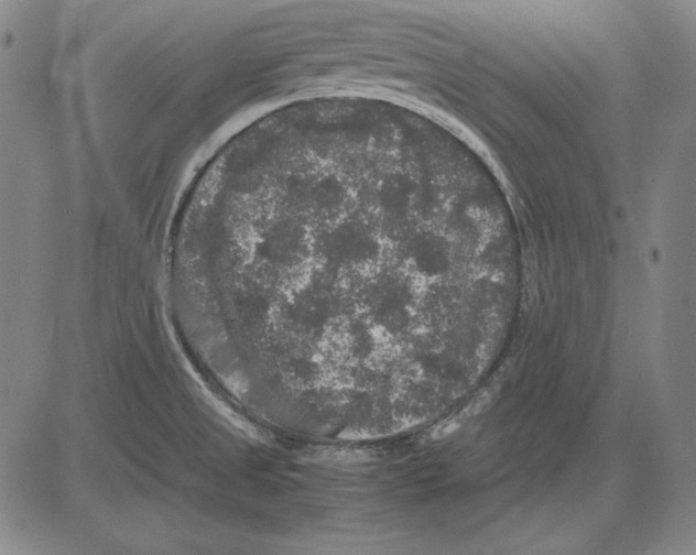 X0000081611525200702121601