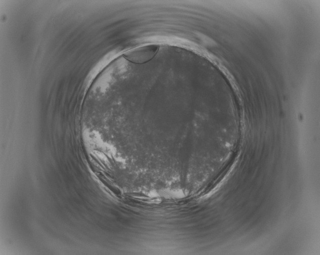 X0000081611529200702121602