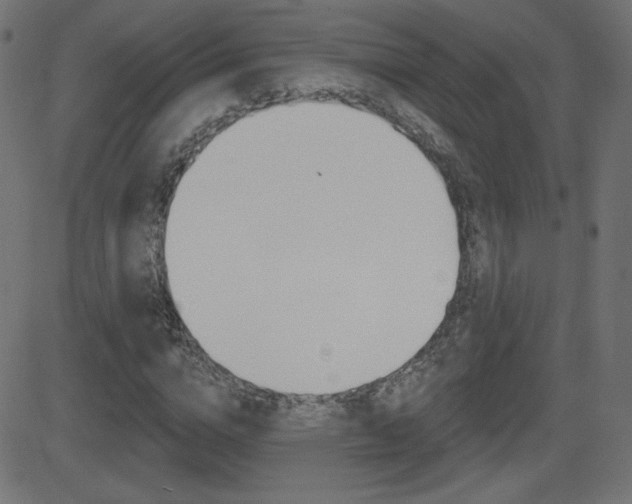X0000081620824200701151052