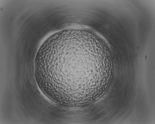 X0000081621479200701151042