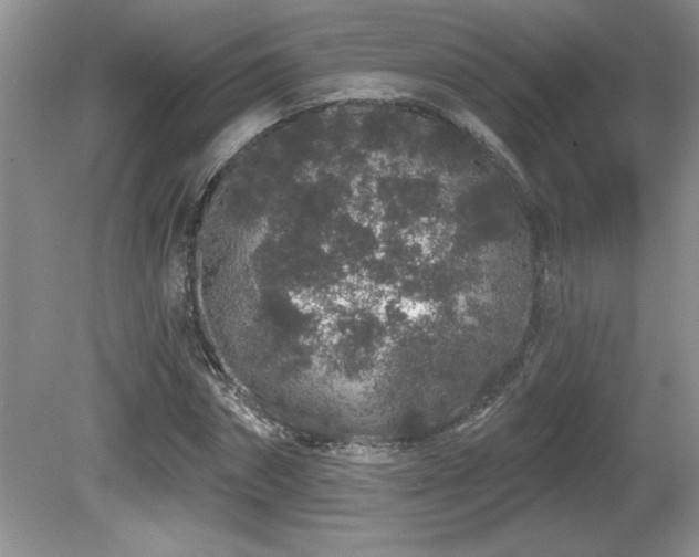 X0000081620874200701151429