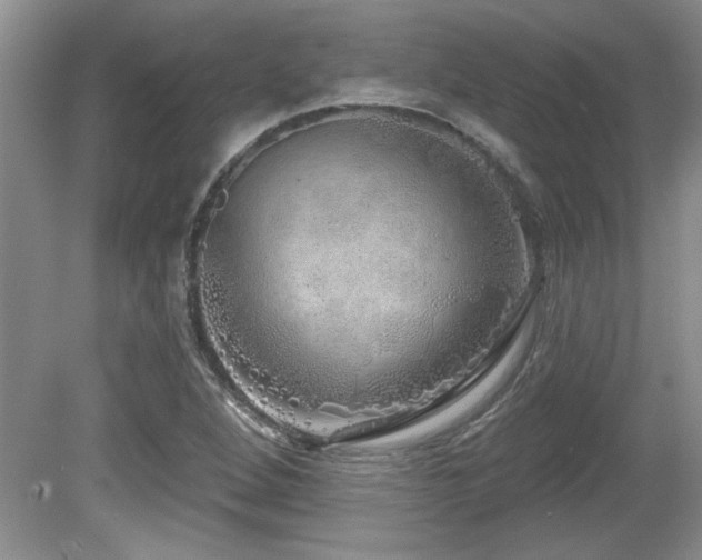X0000081621264200701151422