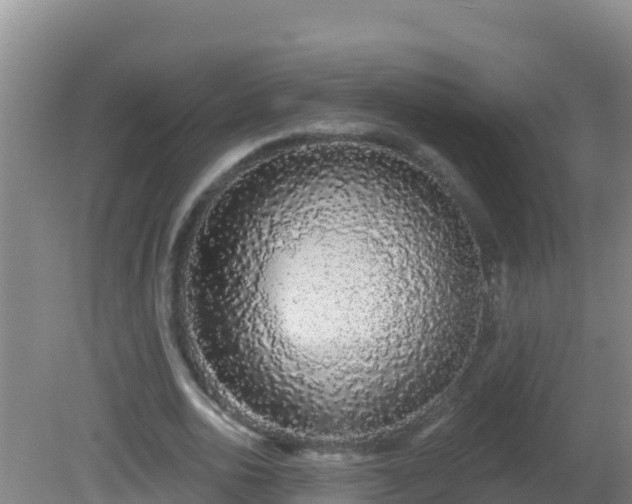 X0000081620726200701221227