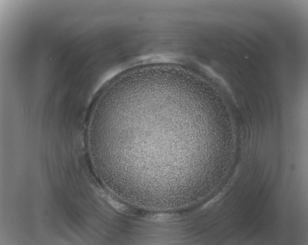 X0000081621166200701221220