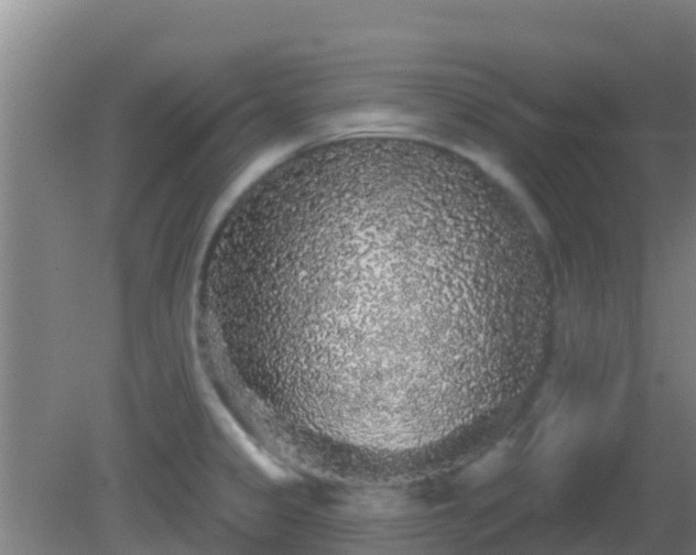 X0000081621333200701221218