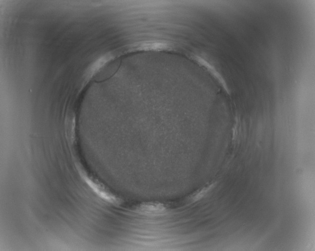X0000081620110200701291503