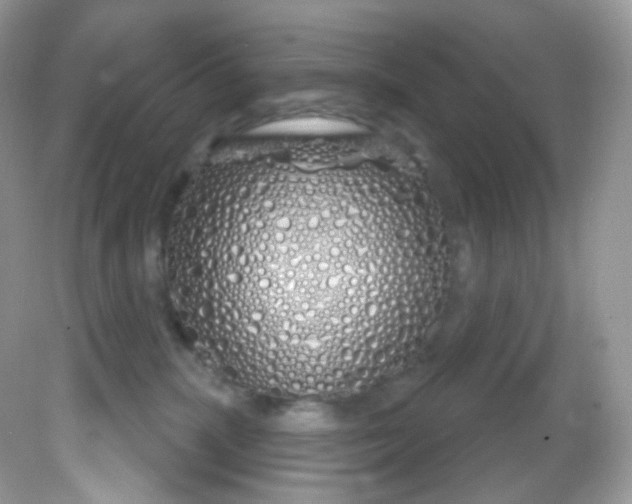 X0000081620283200701291501