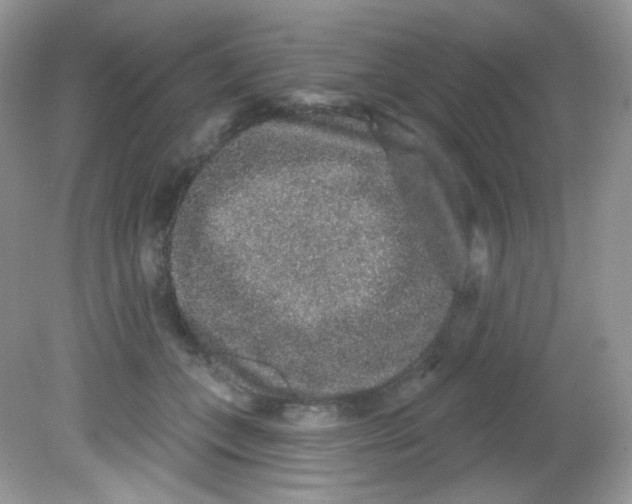 X0000081620559200701291456