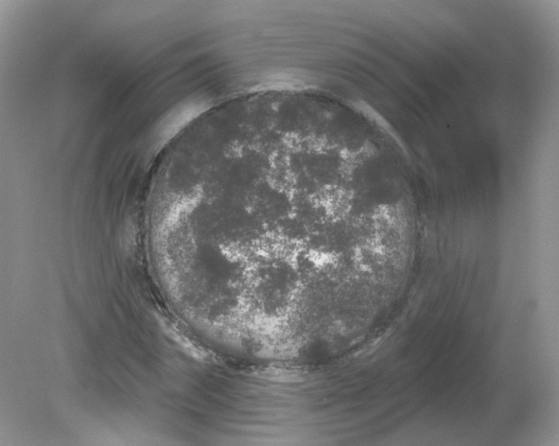 X0000081620874200701291450