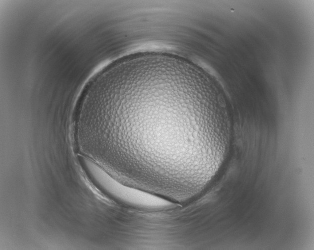 X0000081621029200701291447