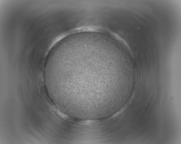 X0000081621166200701291445