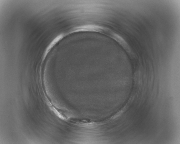 X0000081621180200701291445