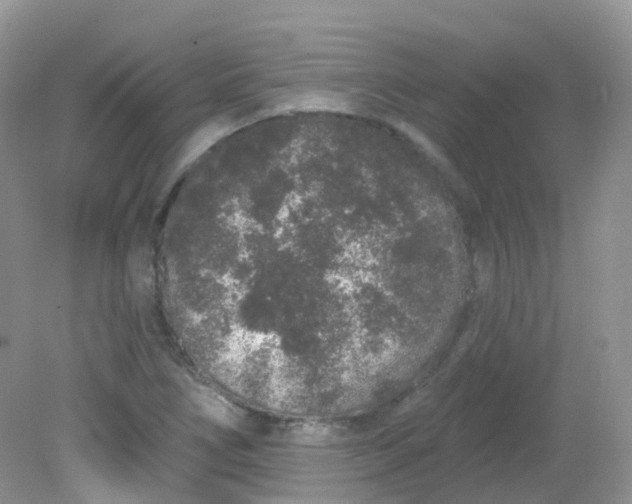 X0000081621266200701291444