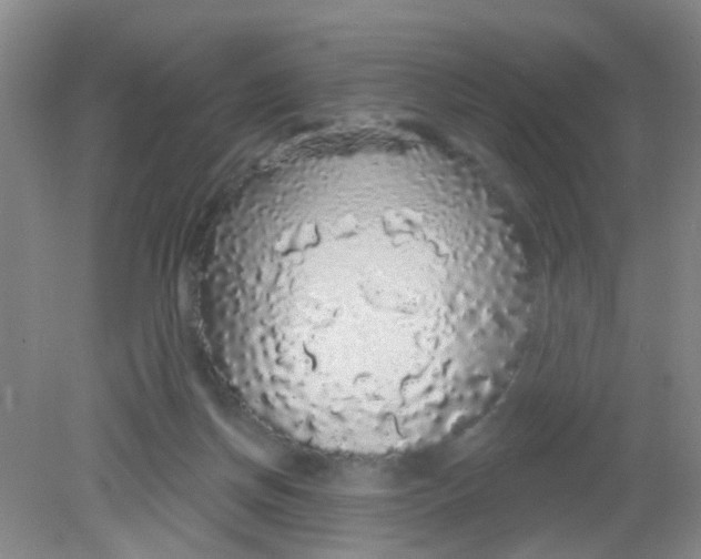 X0000081620166200702051242
