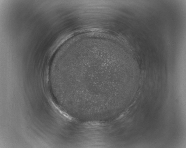 X0000081620194200702051241