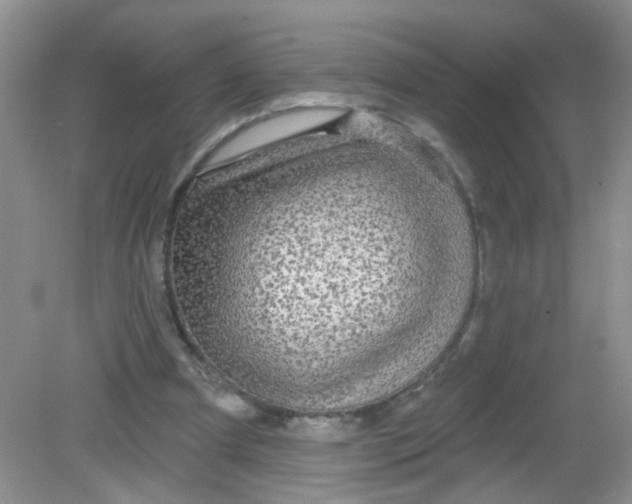 X0000081620297200702051240