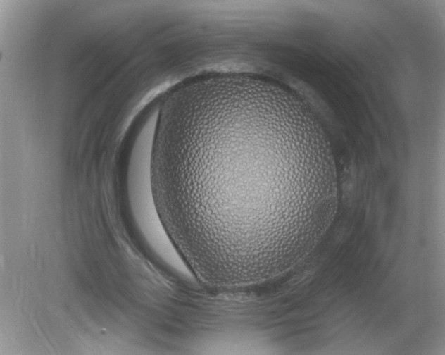 X0000081620727200702051232