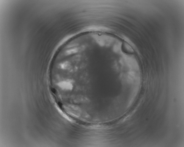 X0000081621037200702051227