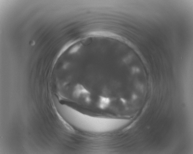 X0000081621529200702051219