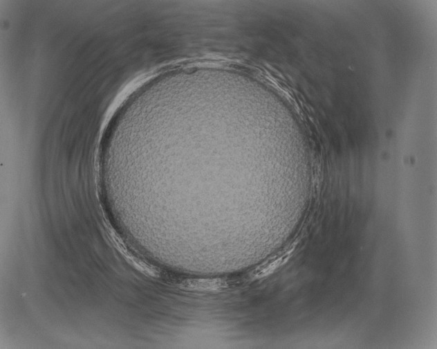 X0000081620102200702121650