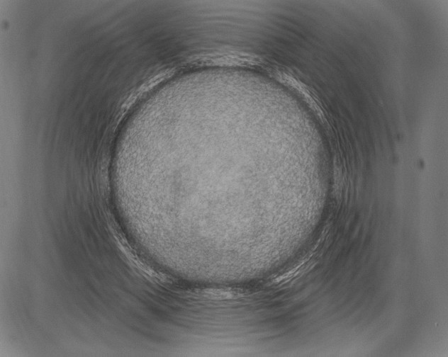 X0000081620394200702121645