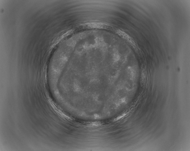 X0000081620398200702121645