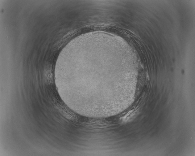 X0000081621252200702121631