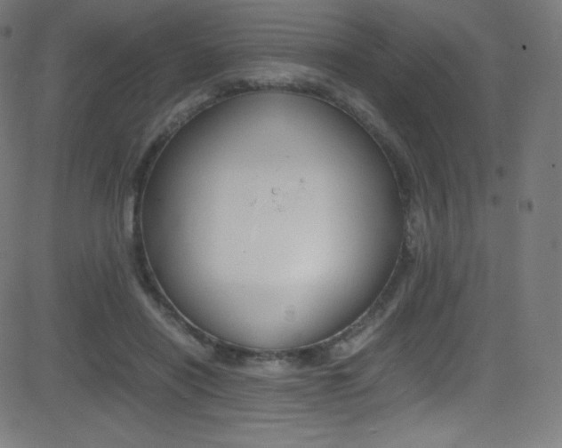 X0000081630454200701151124