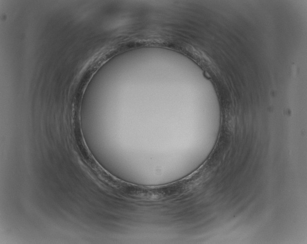 X0000081630735200701151119