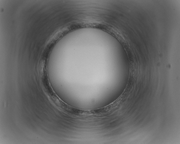 X0000081630742200701151119