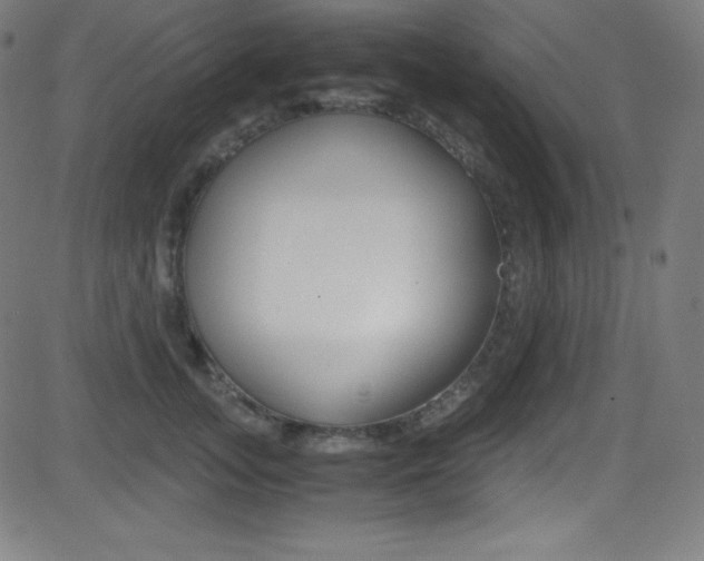 X0000081630755200701151120