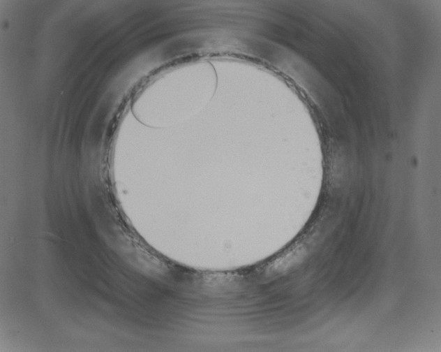 X0000081630832200701151118