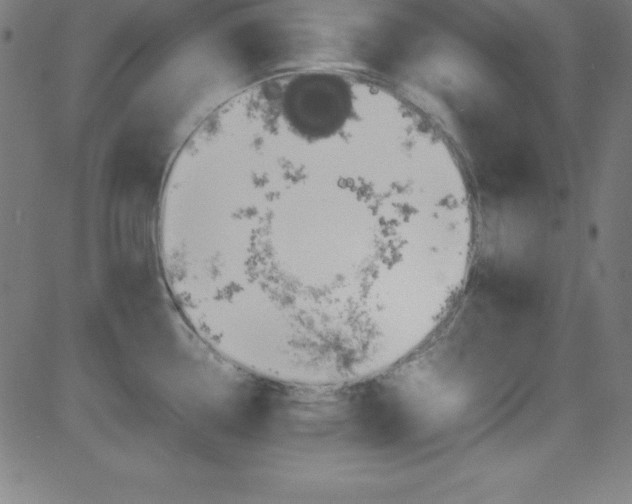 X0000081631338200701151110