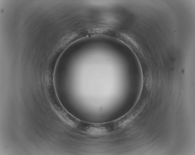 X0000081630455200701151429