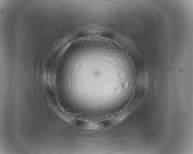 X0000081630623200701151426