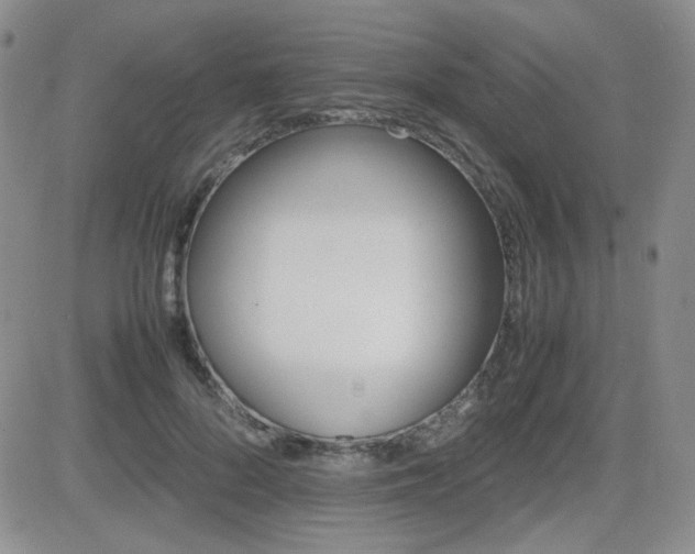 X0000081630696200701151425