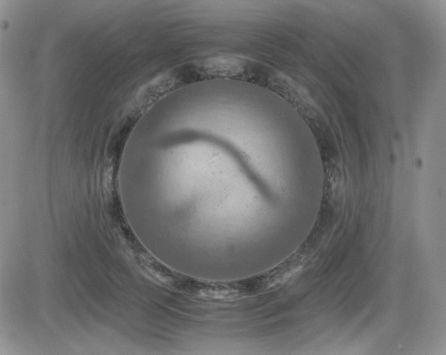 X0000081630745200701151424