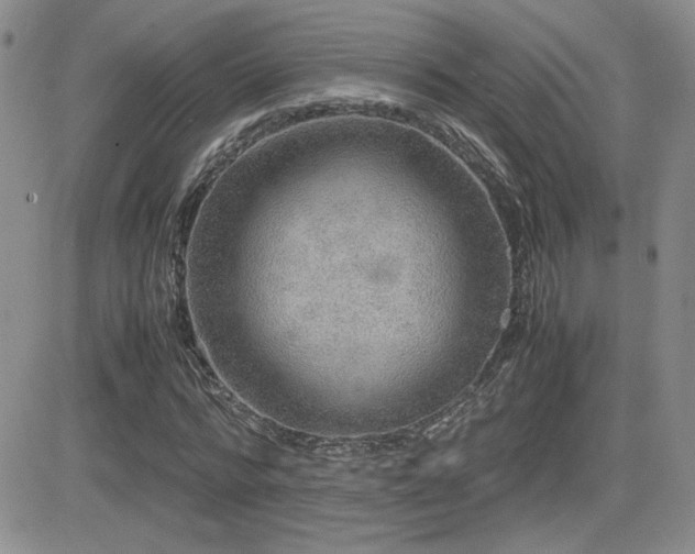 X0000081630776200701151424