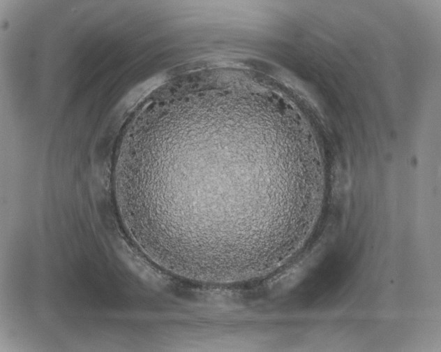 X0000081630785200701151424