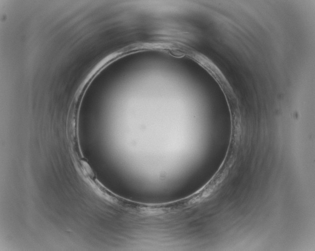 X0000081630852200701151423