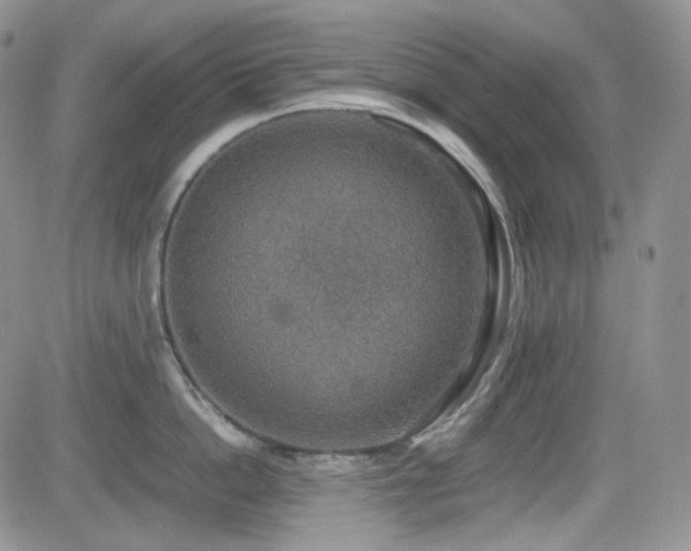 X0000081630862200701151423