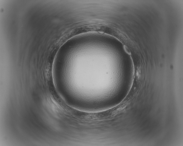 X0000081630867200701151422