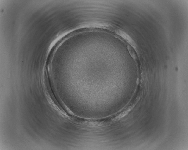 X0000081630928200701151421