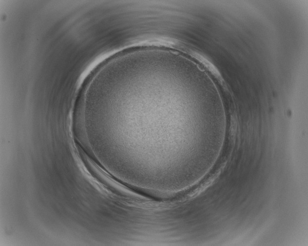 X0000081630936200701151421