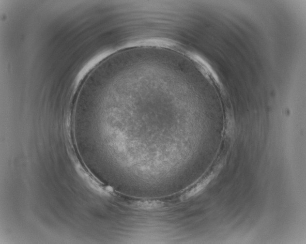 X0000081630952200701151422
