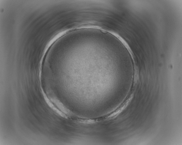 X0000081630957200701151422