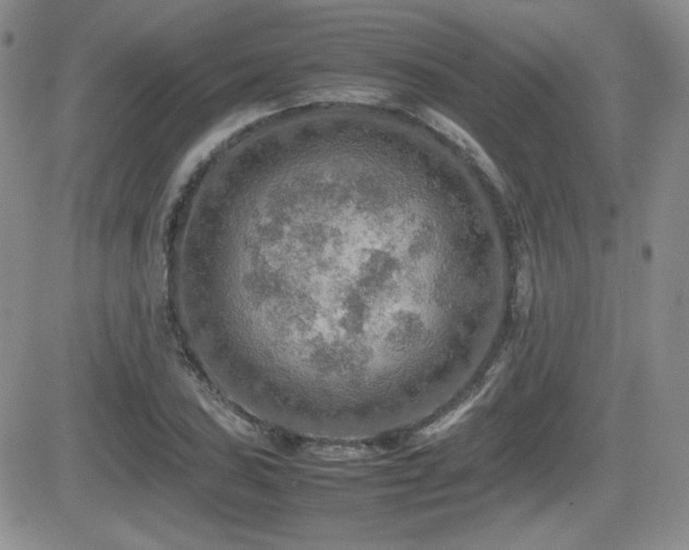 X0000081631027200701151420