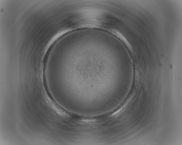 X0000081631035200701151420